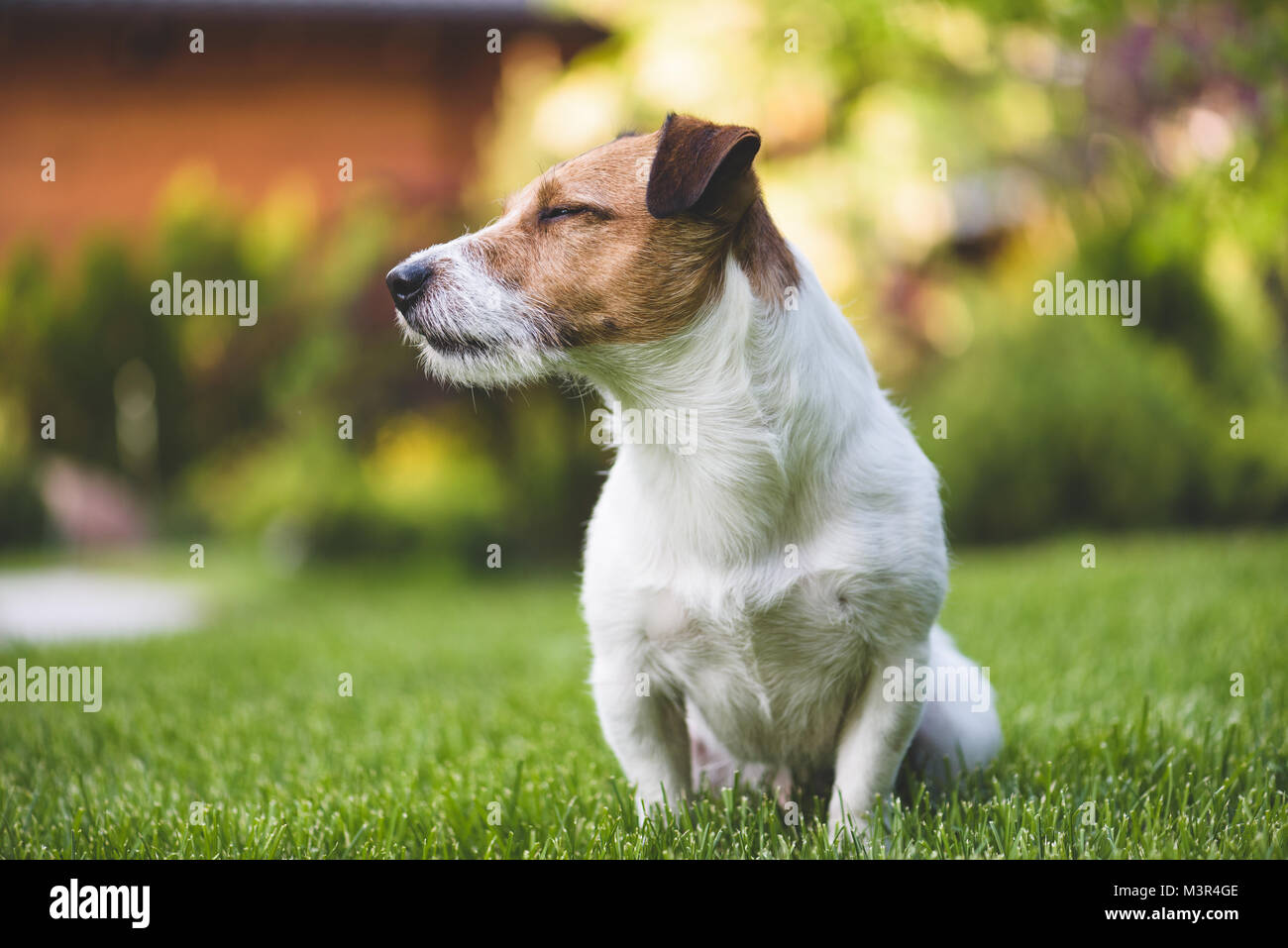 Pleased Jack Russell terrier dog sitting on green grass summer lawn Stock Photo