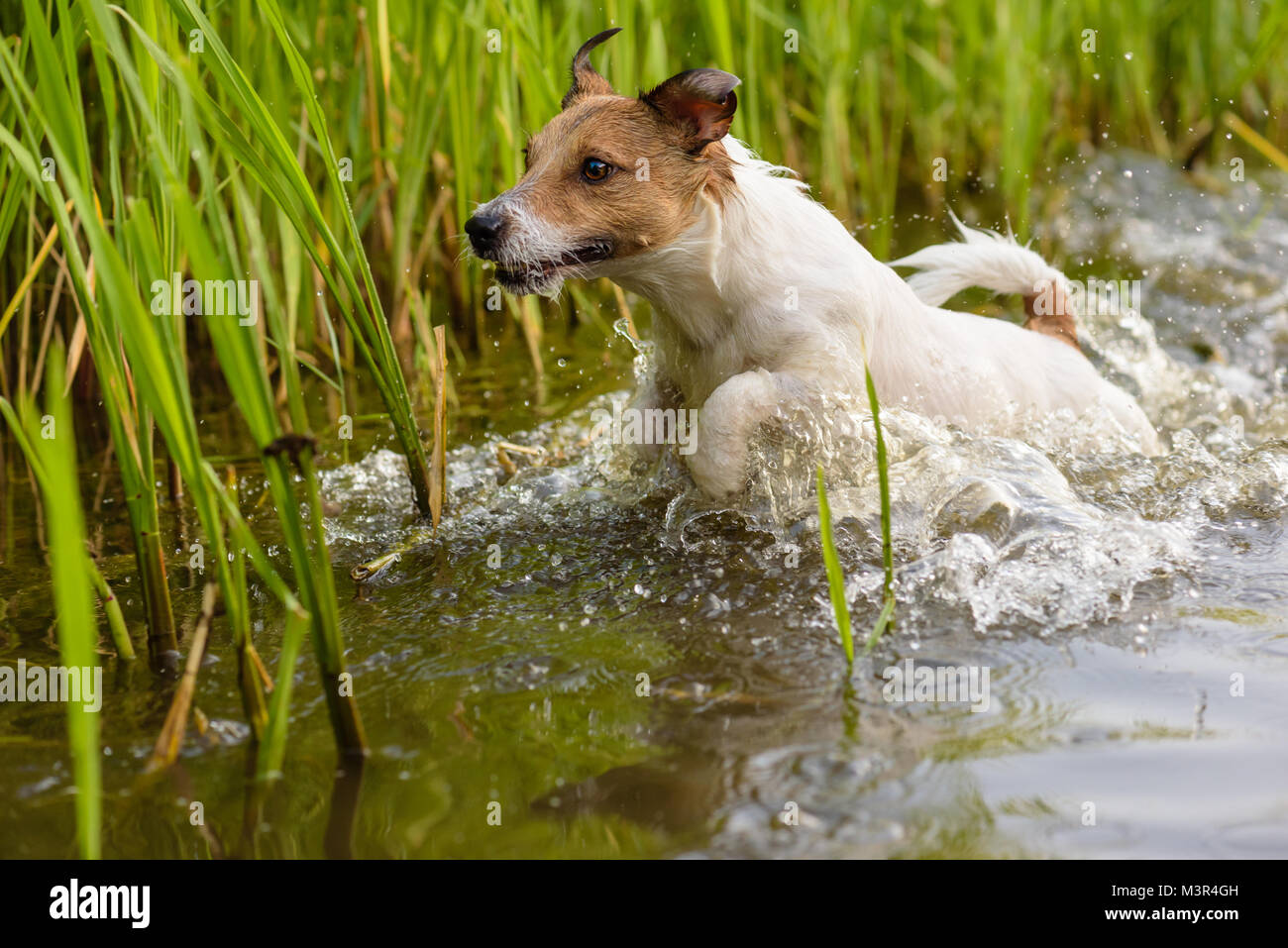 Hunting dog running in swamp looking for  prey Stock Photo