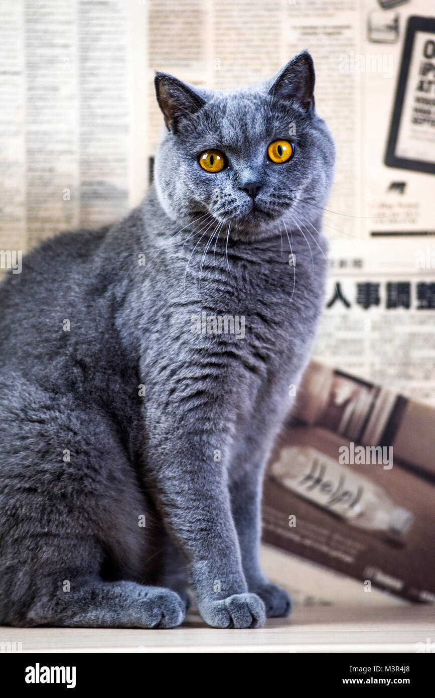 Portrait of a blue British cat at home. Stock Photo