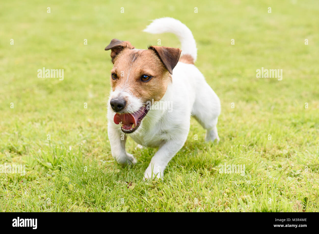 Active happy funny terrier dog running and playing Stock Photo - Alamy