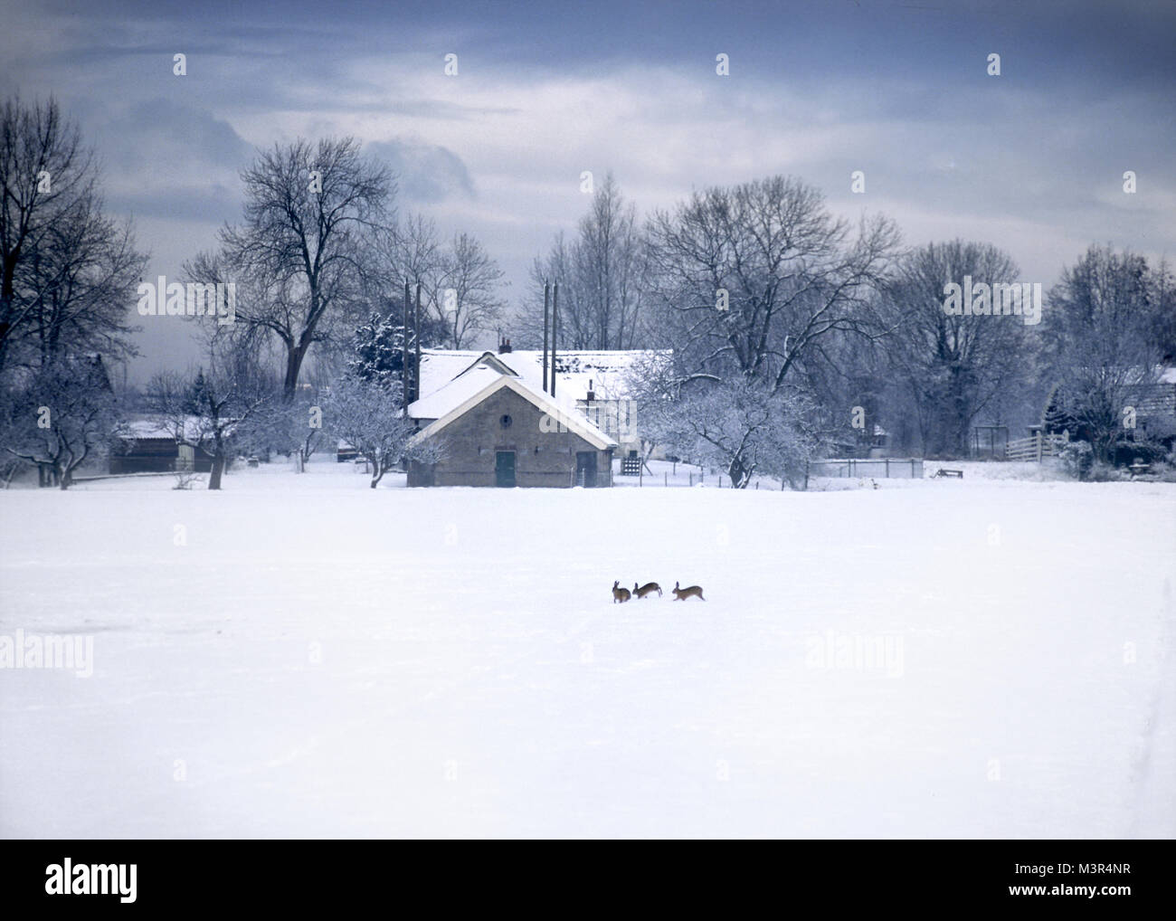Rabbits playing in the snow in an open field near a farm, the Netherlands Stock Photo