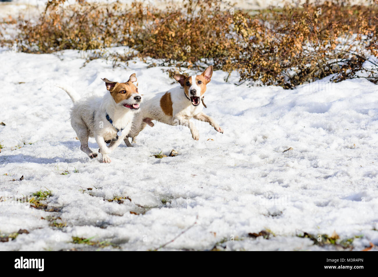 Two funny terrier dogs racing quickly and barking Stock Photo - Alamy