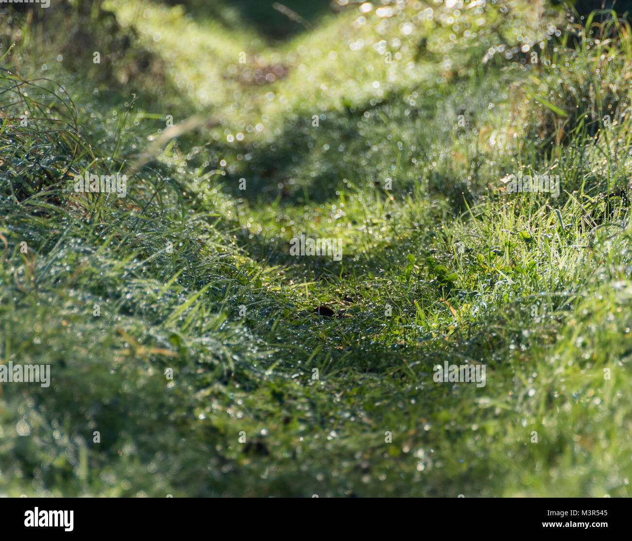 Wet ground habitat hires stock photography and images Alamy