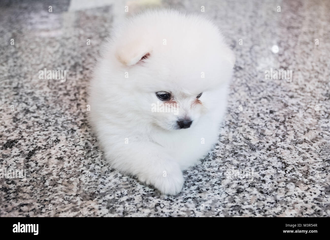 Spitz Maltese High Resolution Stock Photography And Images Alamy