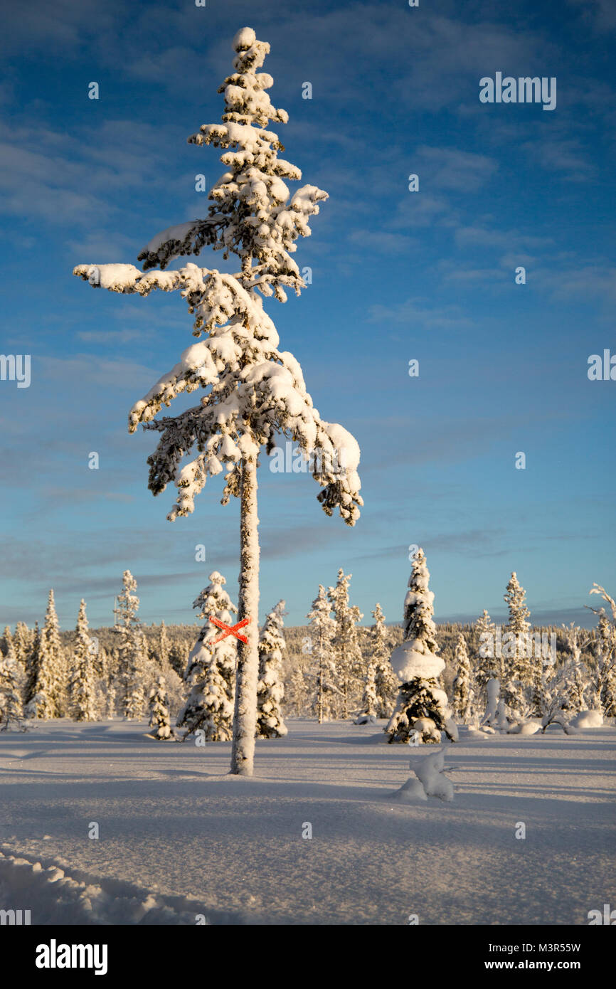 Forest of snow ladden trees in morning sunshine against blue sky, Kiruna, Sweden Stock Photo