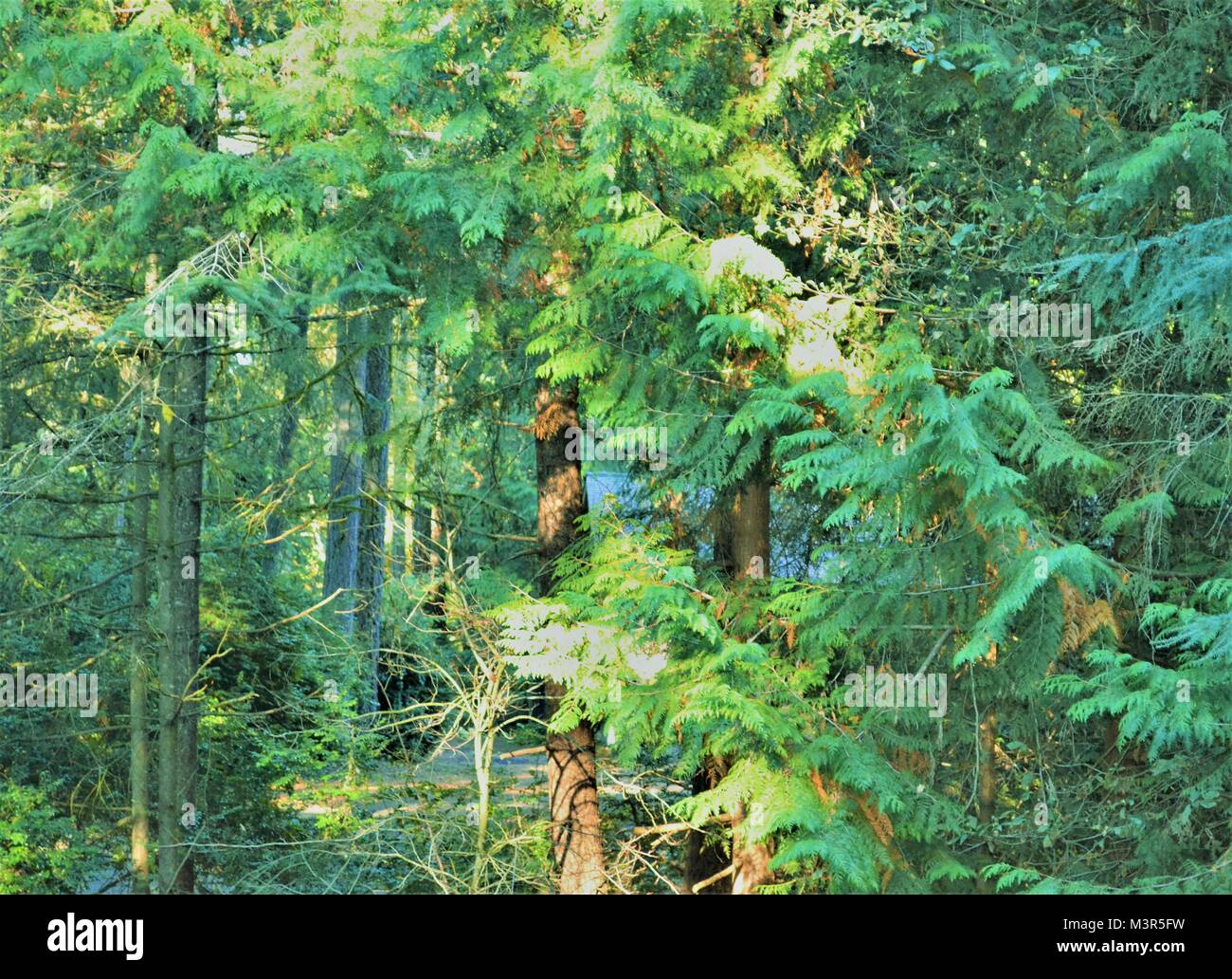 A Walk In Nature Stock Photo