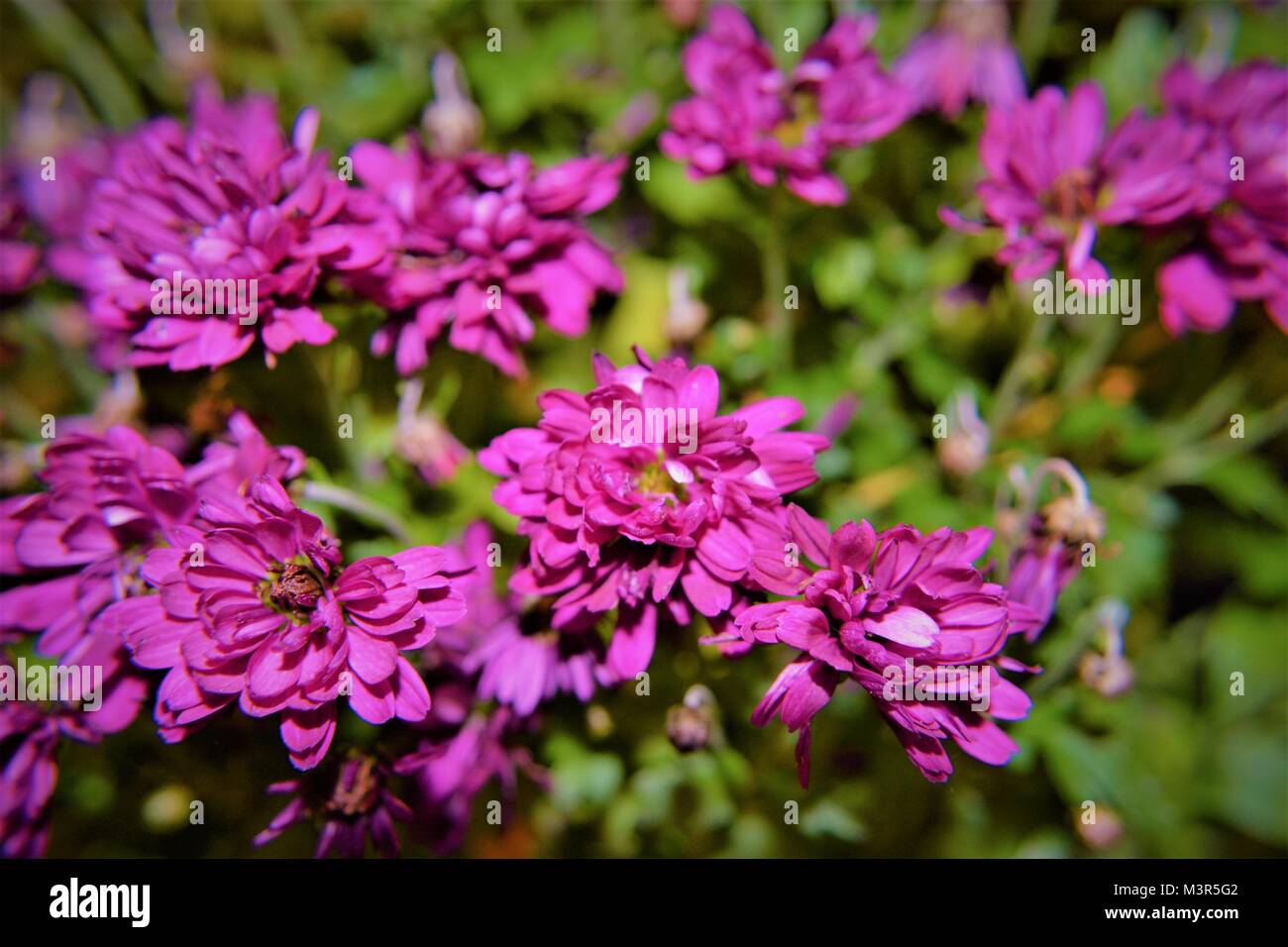 A Walk In Nature Stock Photo