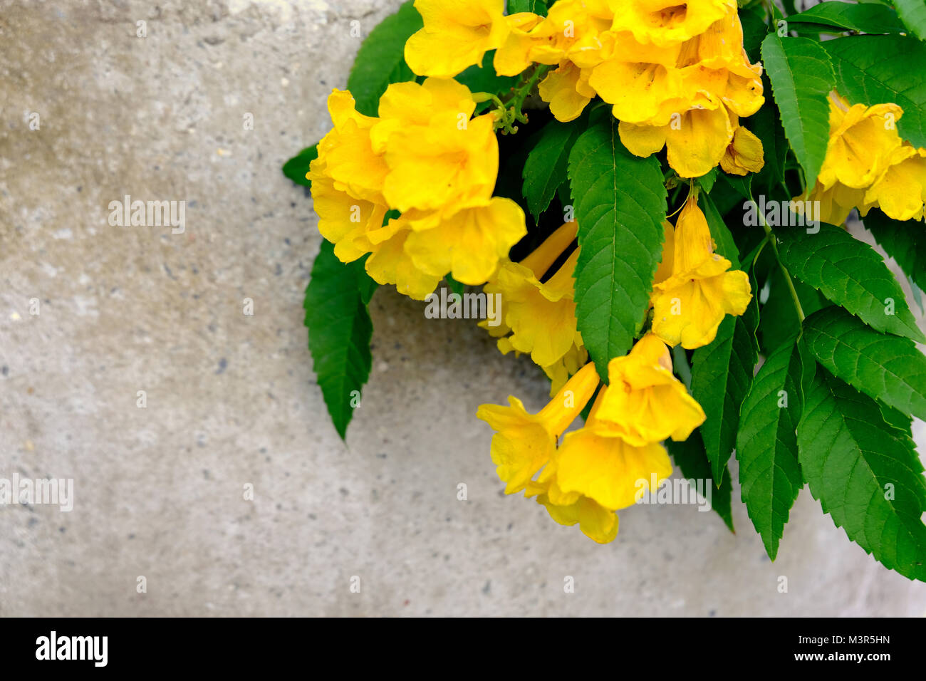 Yellow elder, Trumpetbush, Trumpetflower, Scientific name isTecoma stans, flower bloom with yellow color and green leaf. Stock Photo