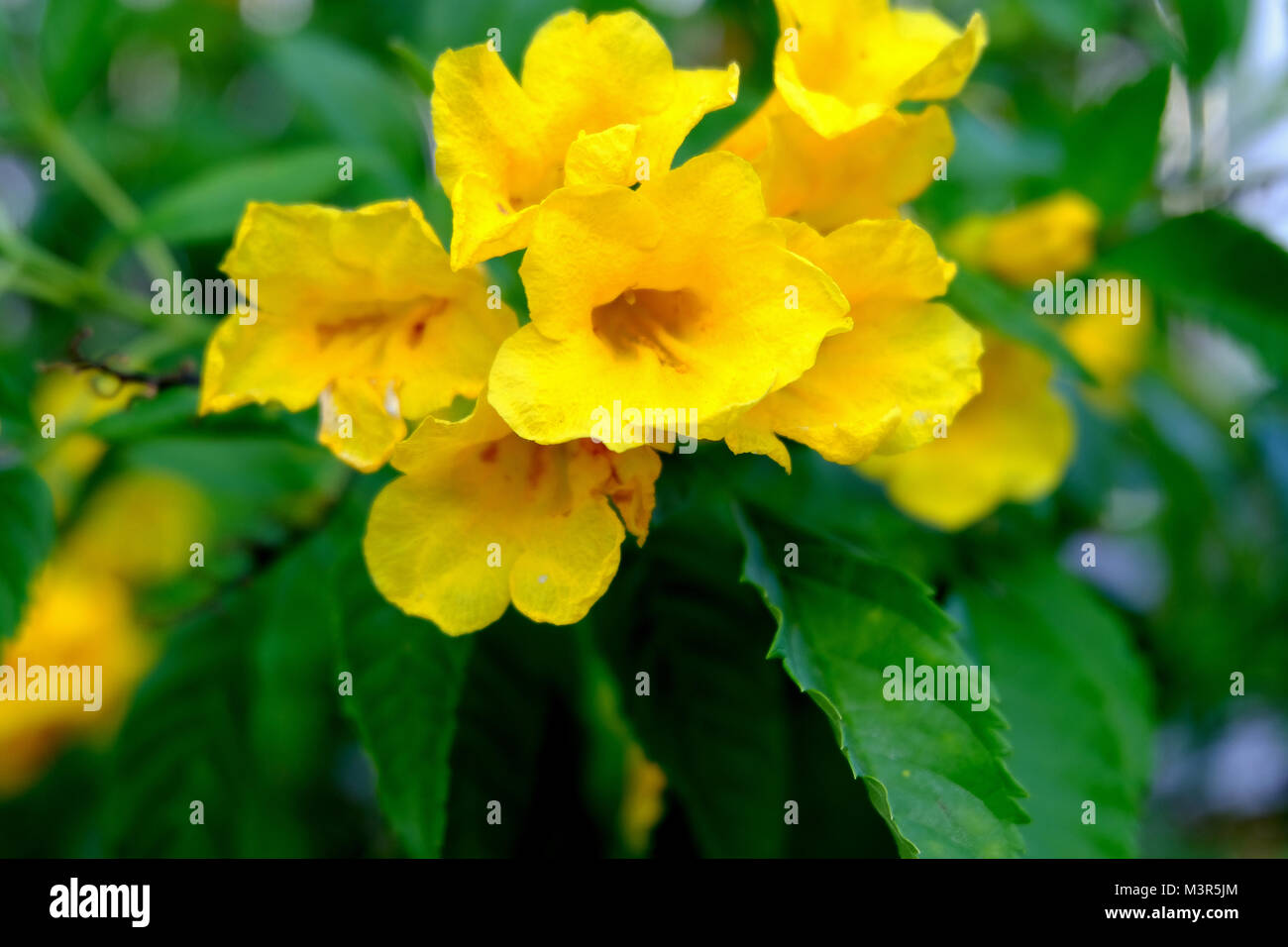 Yellow elder, Trumpetbush, Trumpetflower, Scientific name isTecoma stans, flower bloom with yellow color and green leaf. Stock Photo