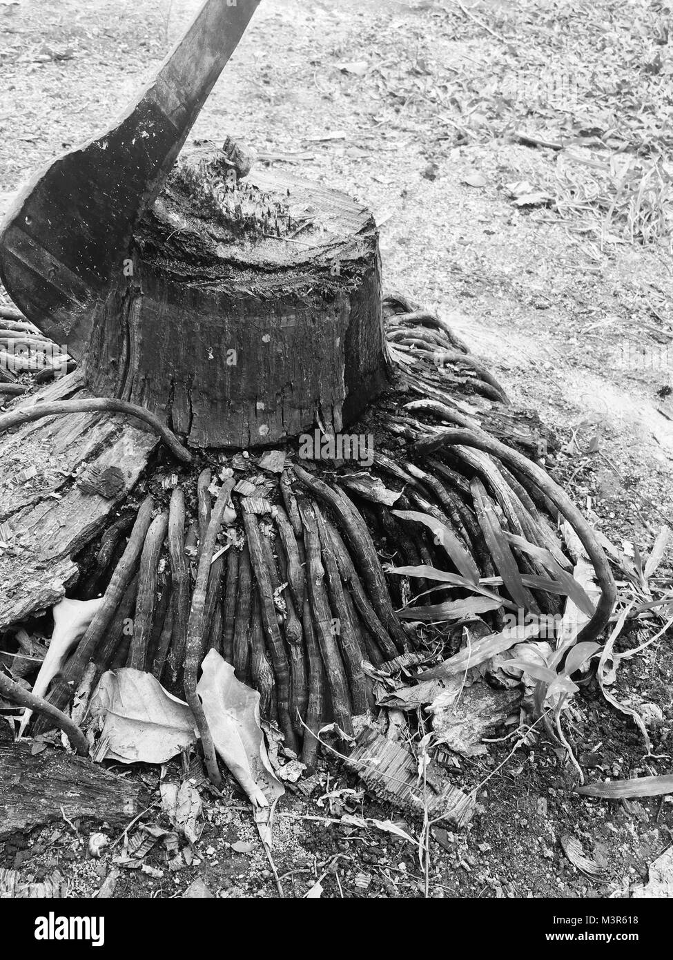 Trees were felled, leaving only a stump, A knife stuck in the top, on a black and white image. Stock Photo