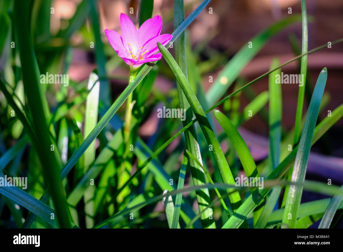 Pink Zephyranthes flower, close up, Common names for species in this genus include fairy, rainflower, zephyr and rain lily, on a nature background Stock Photo