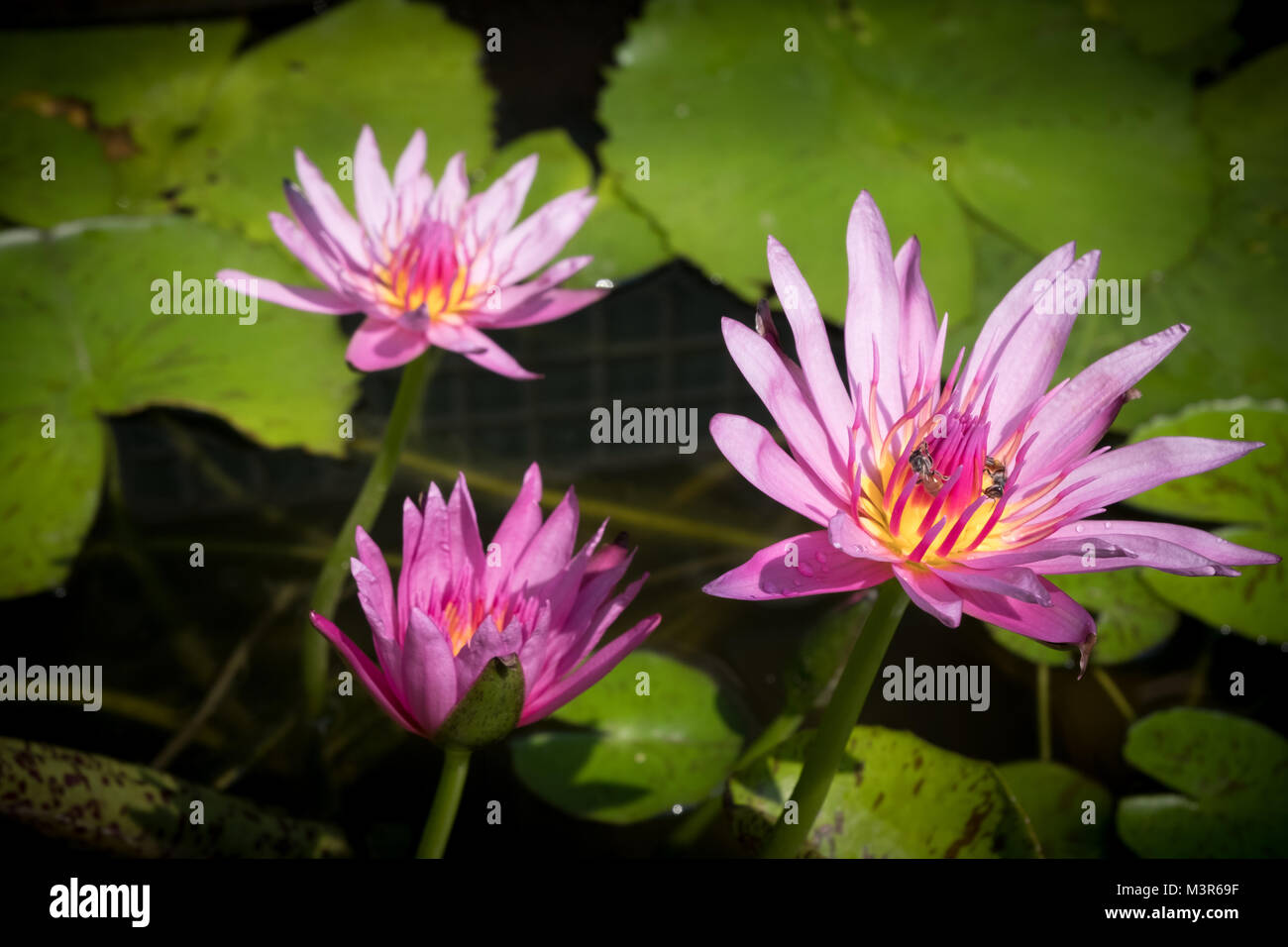 Pink Lotus Flower, Lotus flower is water plant, Pink lotus flower and