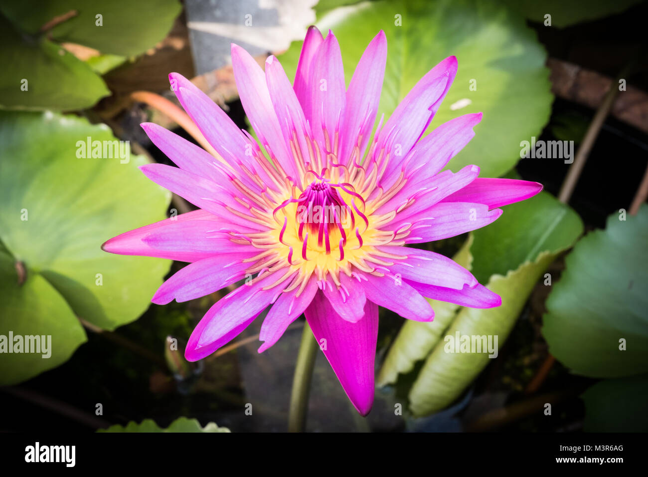 Pink Lotus Flower, Lotus flower is water plant, Pink lotus flower and