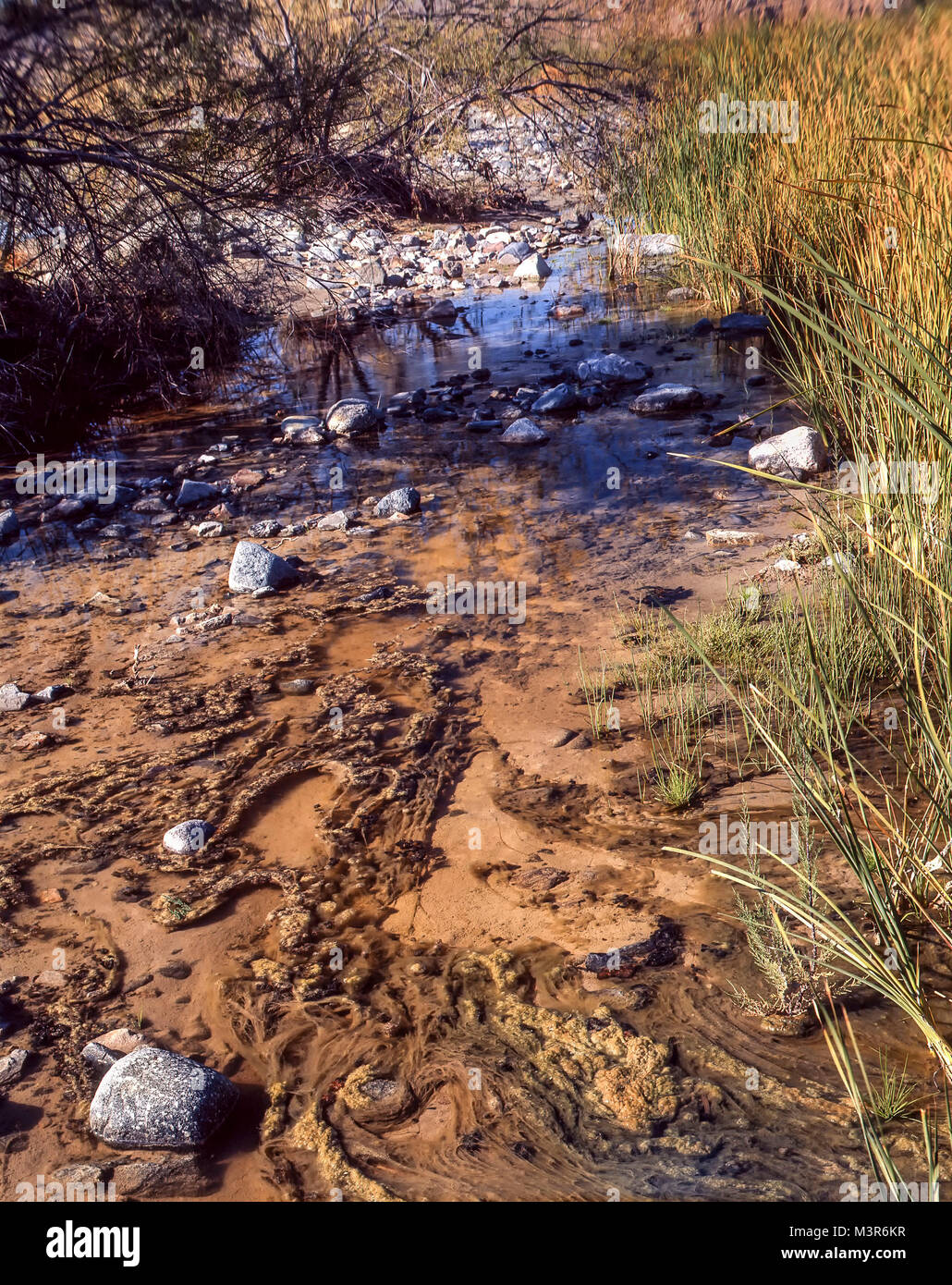 Semi-dry riverbed with algae, Afton Canyon, Stock Photo