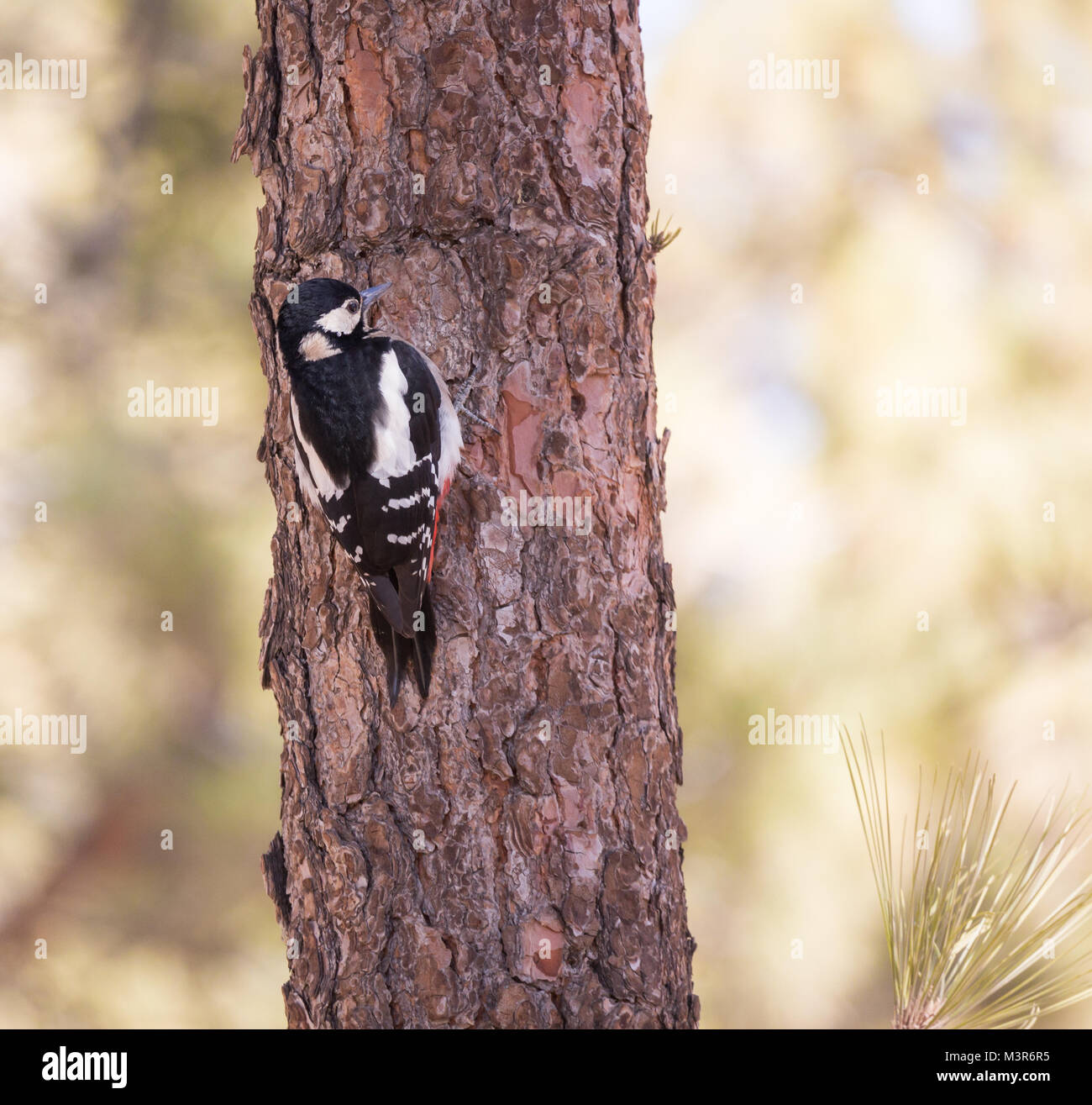 Female great spotted woodpecker hi-res stock photography and images - Alamy