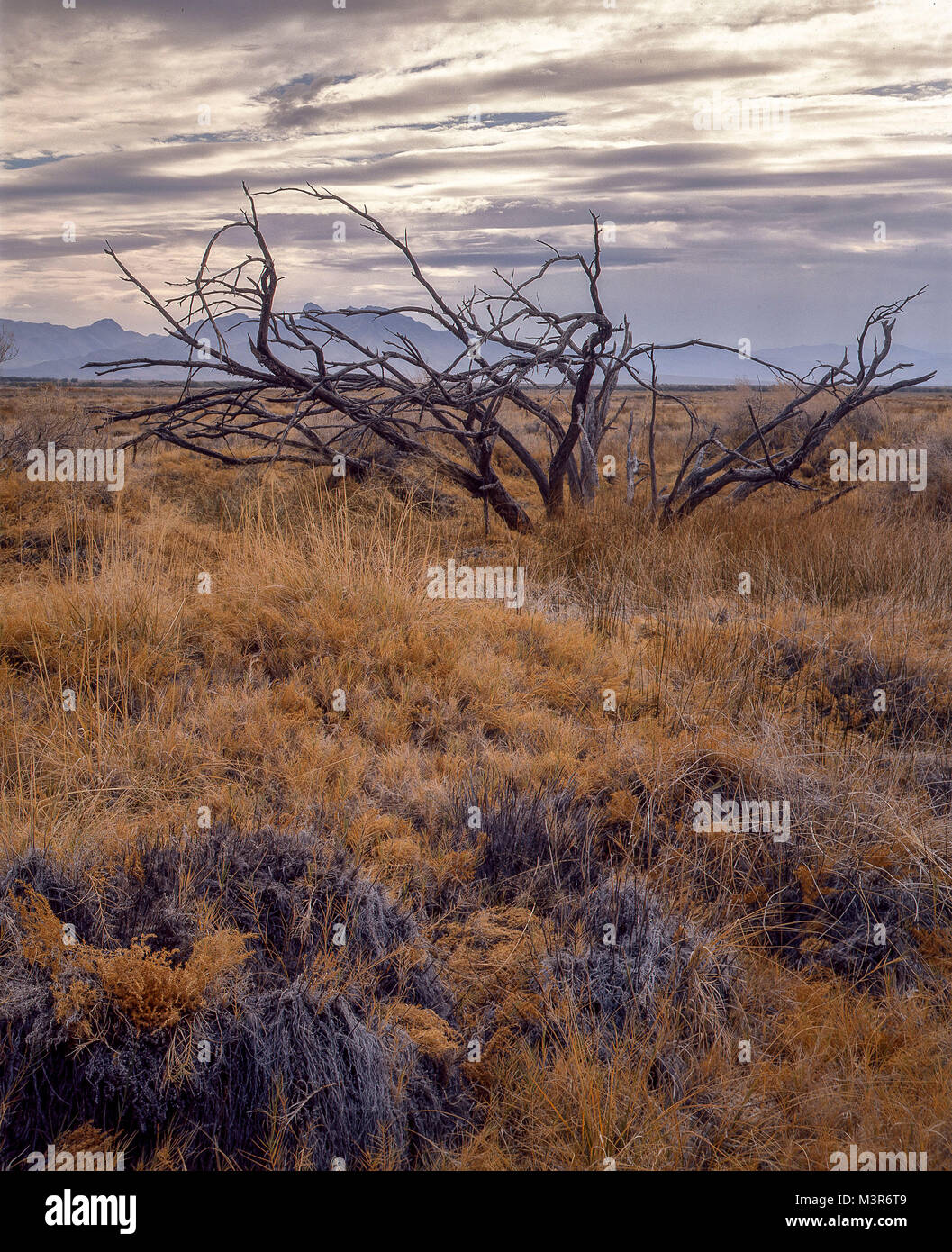 Creasote bush at twilight in the landscape around Armagossa, USA Stock Photo