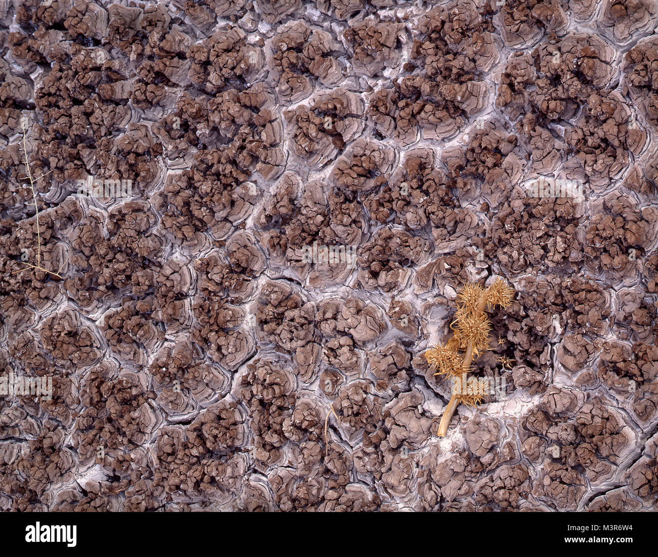 Patterned dry ground near Afton Canyon, Nevada, United States of America Stock Photo