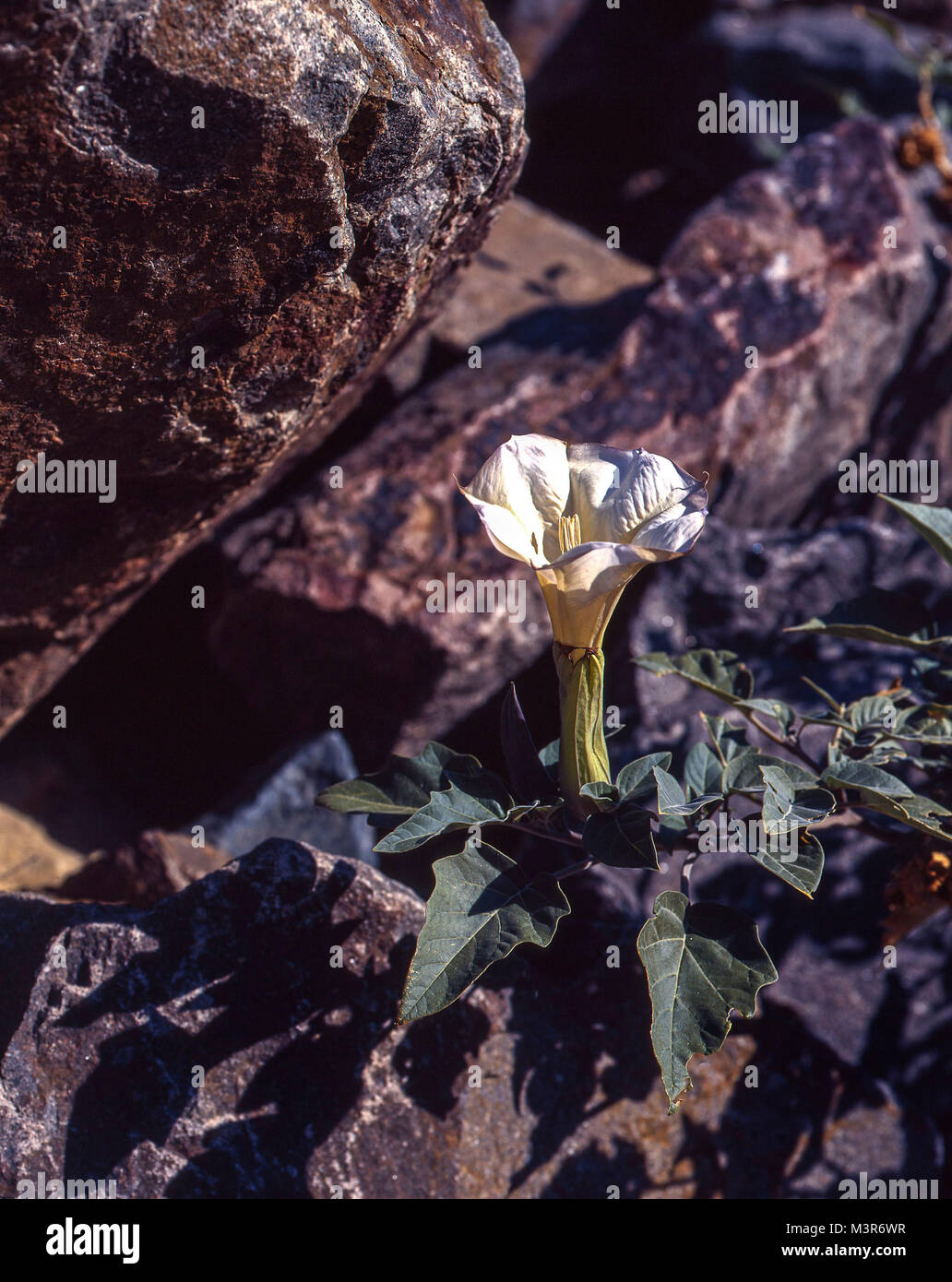 Moon flower amongst the rocks in Afton Canyon  near Barstow, United States of america Stock Photo