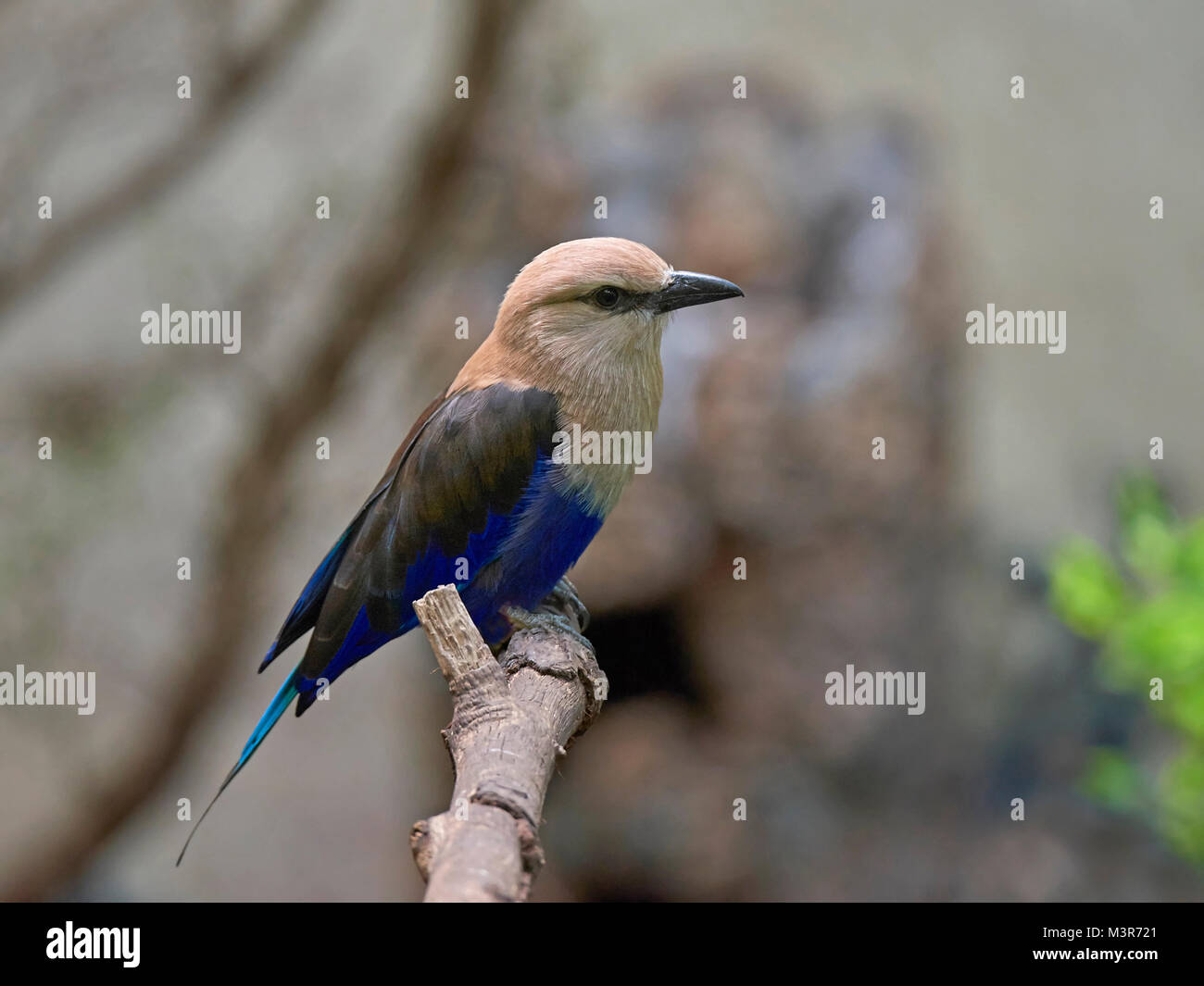 Blue-bellied roller resting on a branch in its habitat Stock Photo