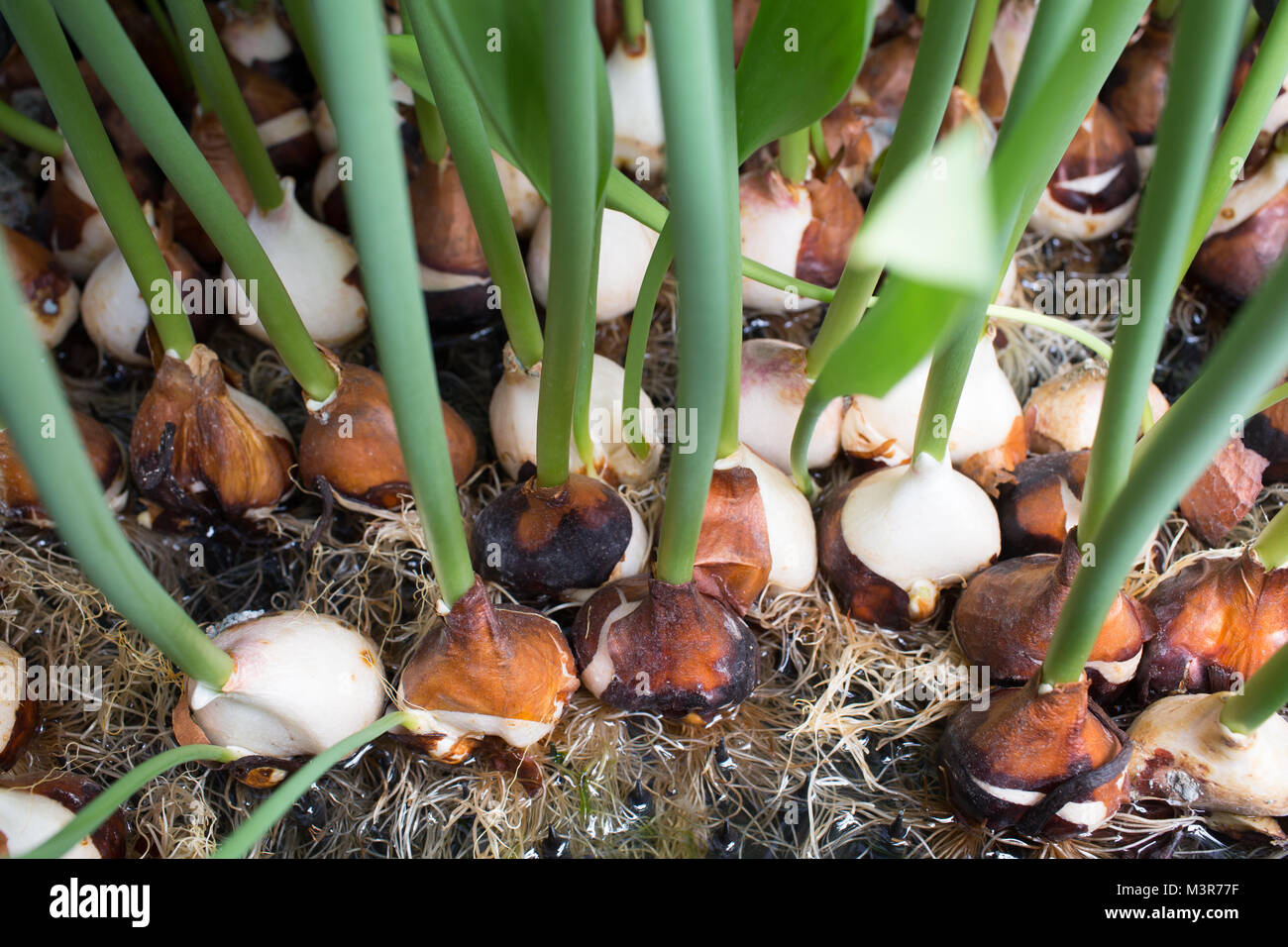 cultivation of tulips Stock Photo