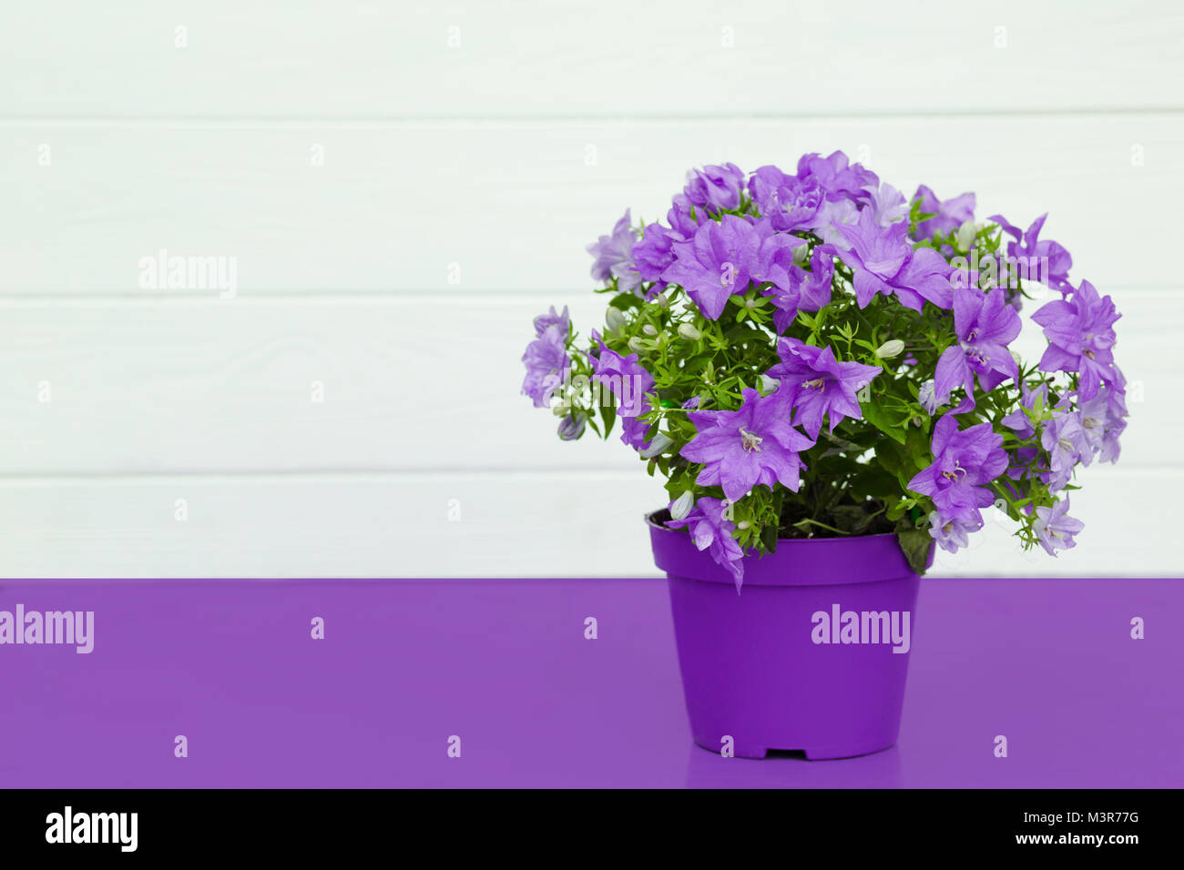 violet flower in a pot on a violet table Stock Photo