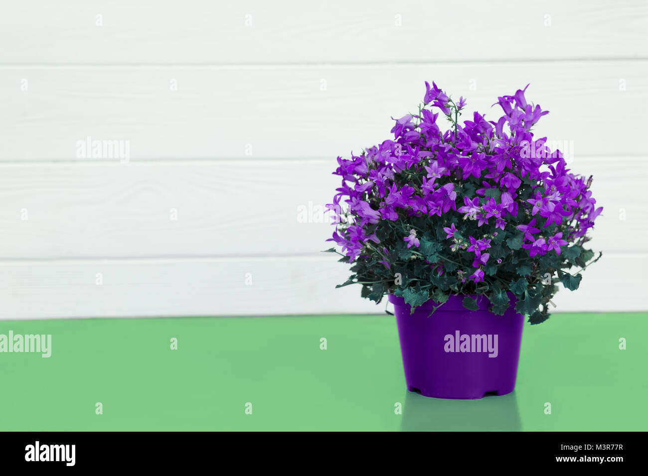 violet flower in a pot on a turquoise table Stock Photo