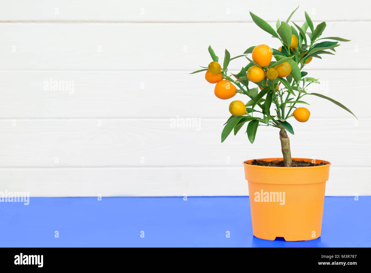 Fruit tree pot hires stock photography and images Alamy