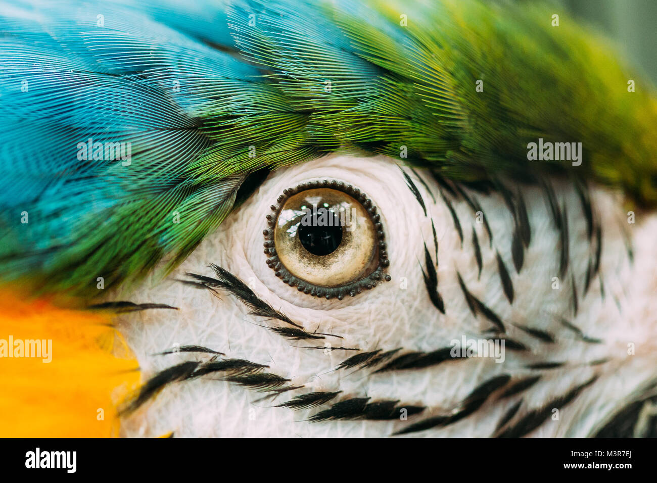 Macro photograph of the feathers of a Blue-and-Yellow Macaw