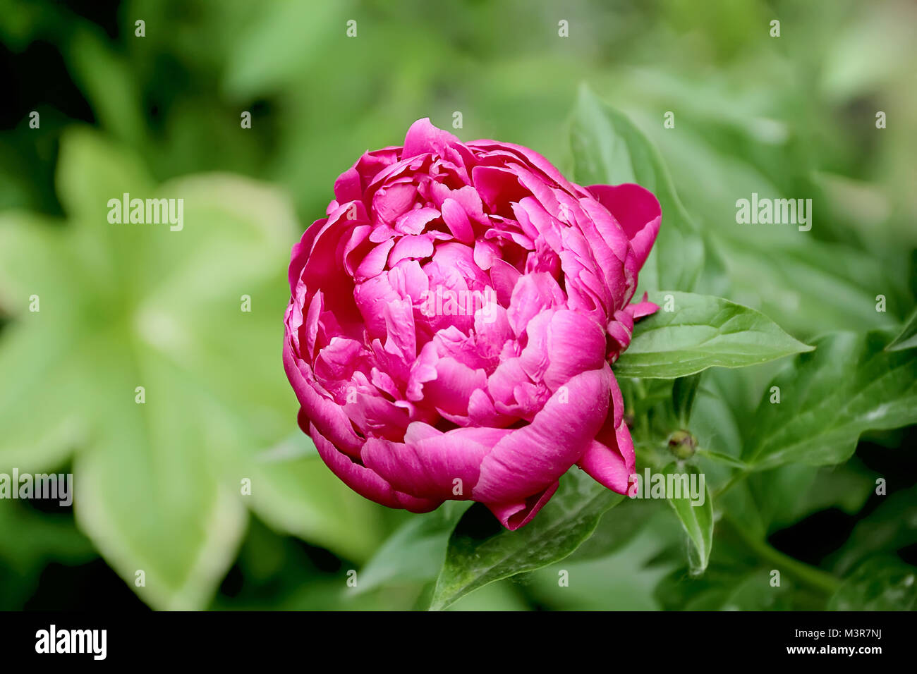 Image of pink peony on green background Stock Photo - Alamy