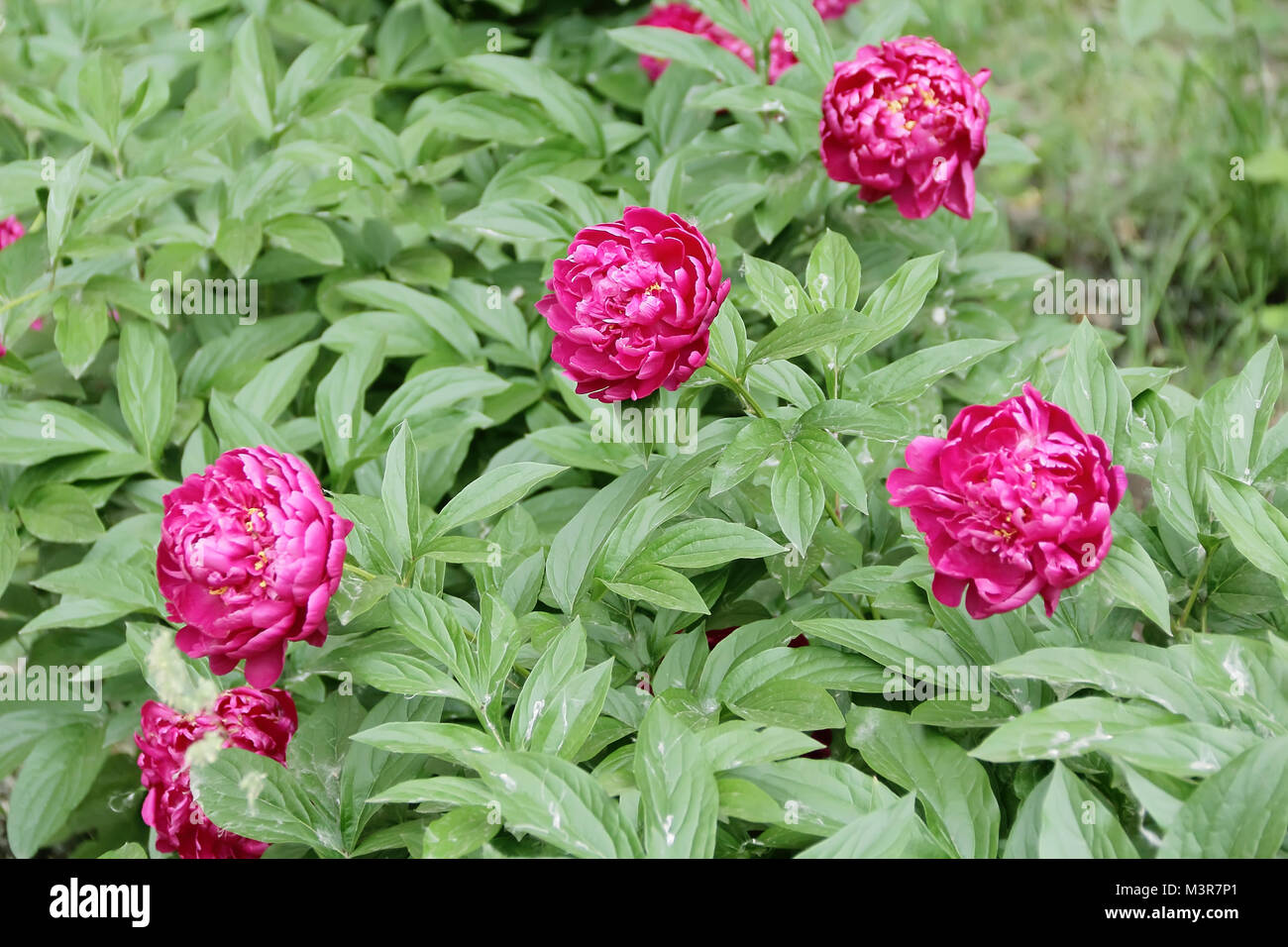 Image of pink peony on green background Stock Photo - Alamy