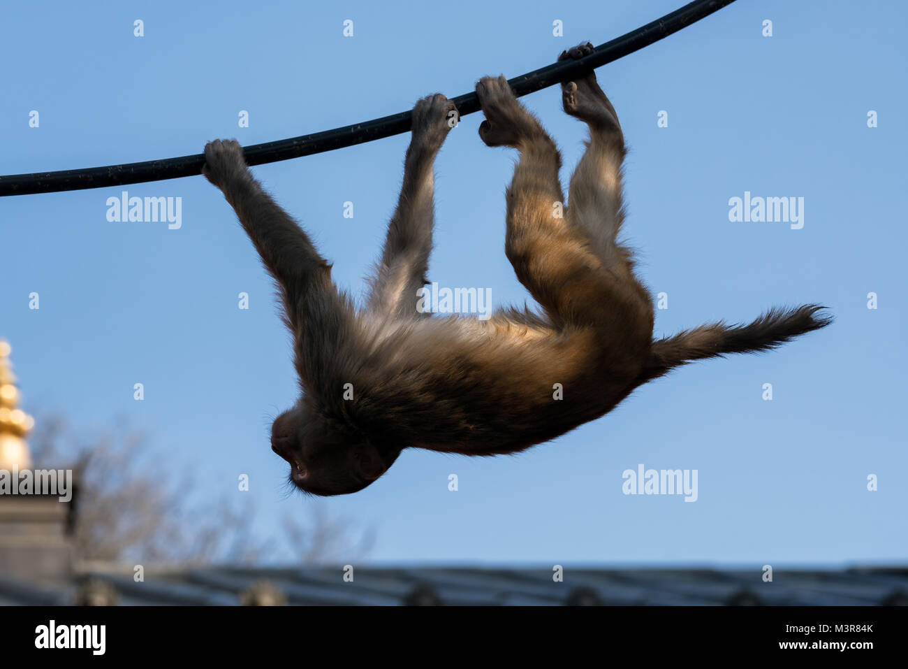 Monkeys of Swayambhunath Stupa (Monkey Temple) in Kathmandu Nepal Stock Photo