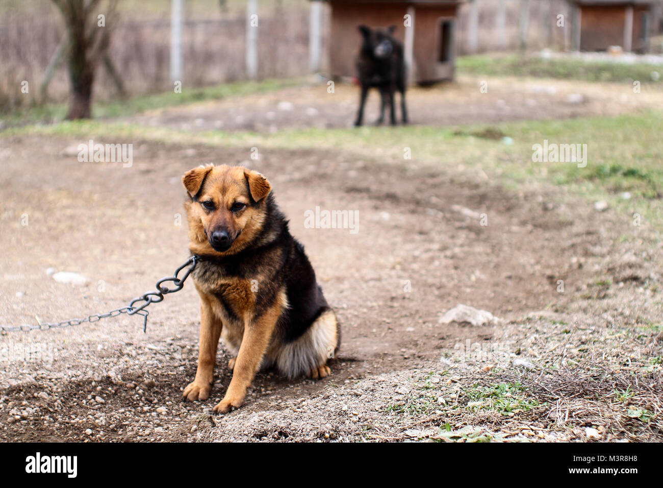 Sad dog on chain. Life in the animal shelter. Stock Photo