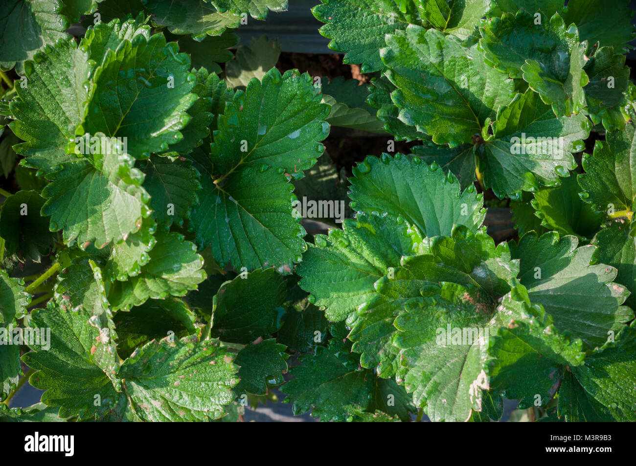 Close up Strawberry green leaf growing in farm garden with dew cold ...
