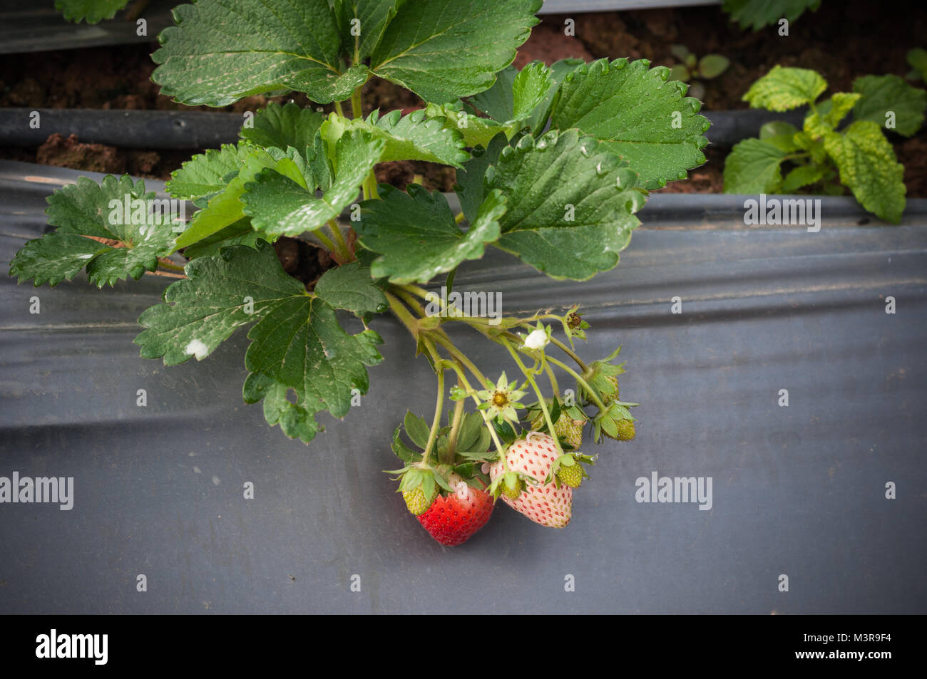 Close up Strawberry growing in farm garden with dew cold weather white space background Stock