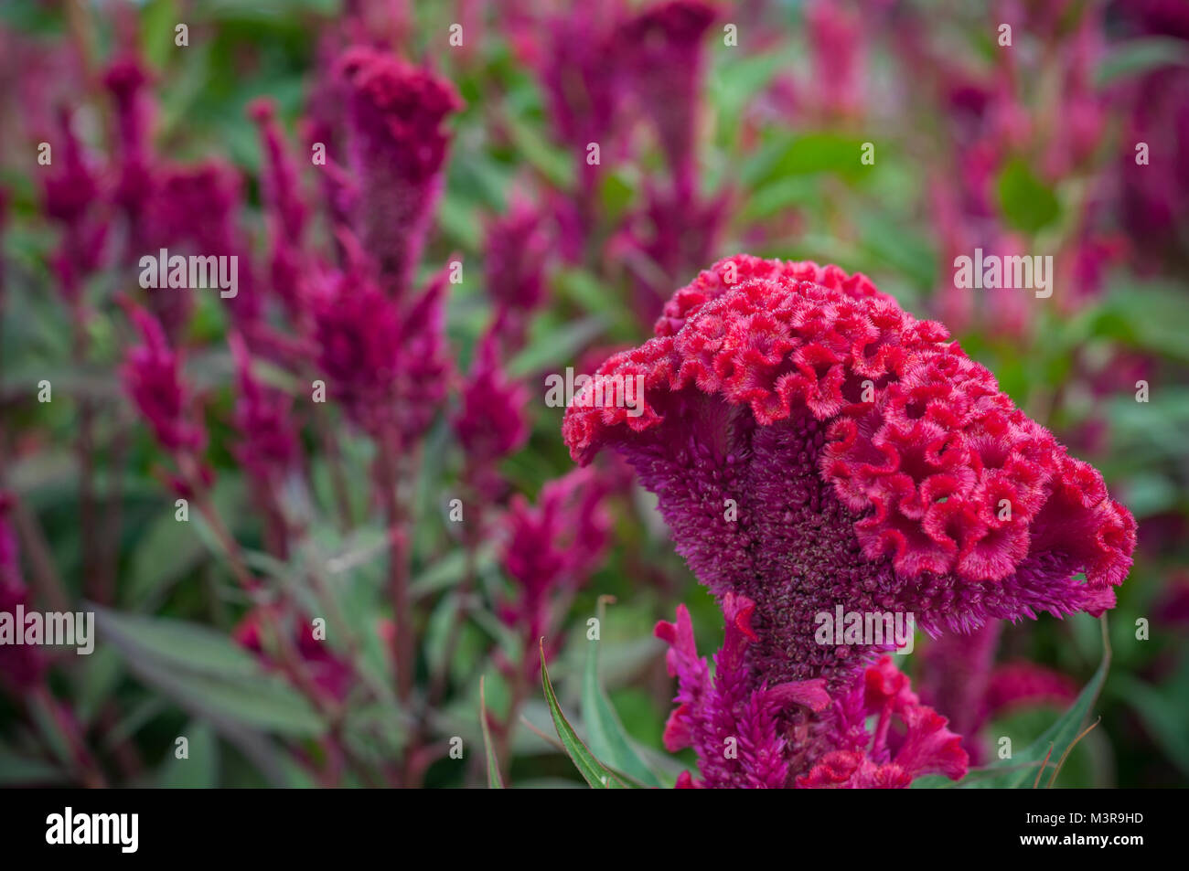 Red Chinese Wool Flower close up garden background outdoor, Celosia
