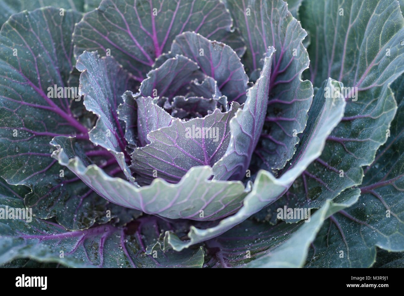Red cabbage close up with dew blooming splay old age background , Brassica oleraceae var. rubra Stock Photo