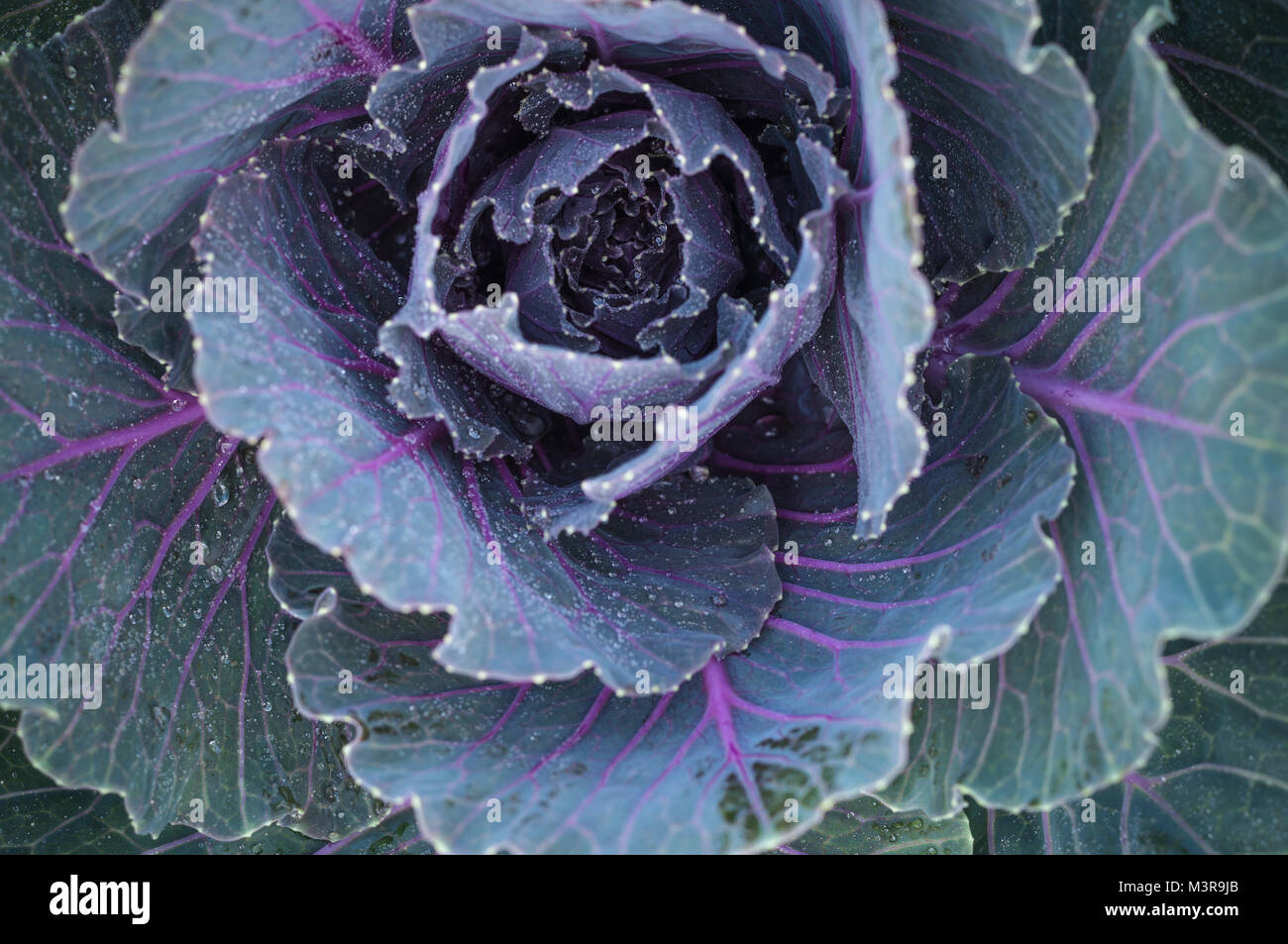 Red cabbage close up with dew blooming splay old age background , Brassica oleraceae var. rubra Stock Photo