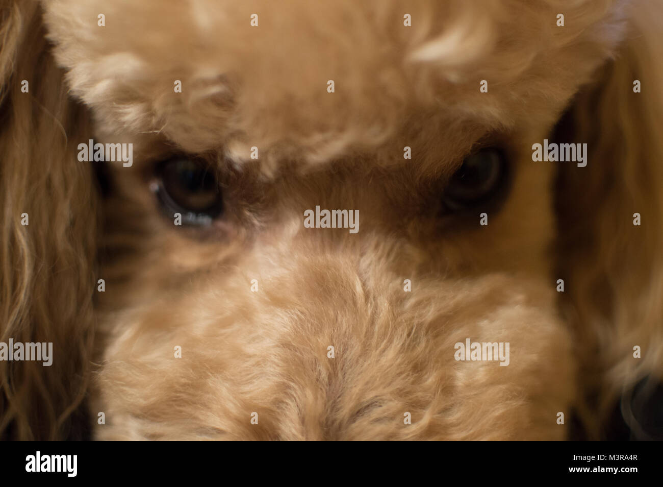 Face of poodle Stock Photo