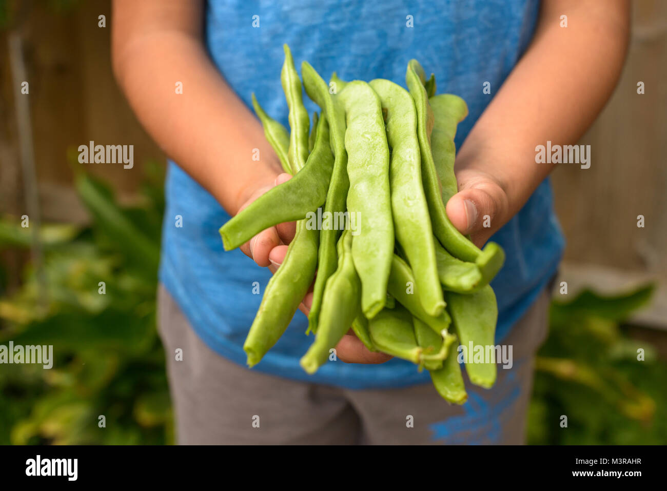 Child holds  homegrown organic Runner Beans- Phaseolus coccineus,Surrey,UK Stock Photo