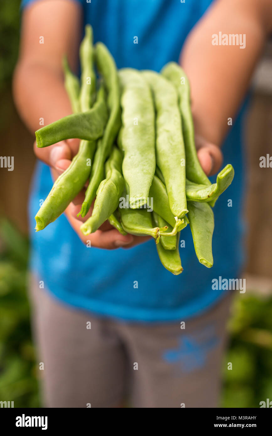 Selective Focus of  a child holds  homegrown organic Runner Beans- Phaseolus coccineus,Surrey,UK Stock Photo