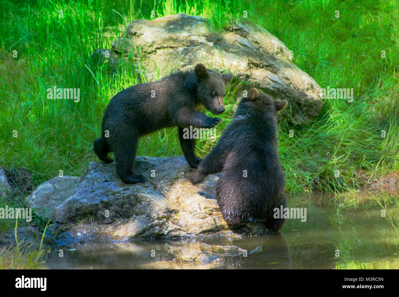 Wild brown bear cubs playing in the Bavarian Forrest Stock Photo - Alamy