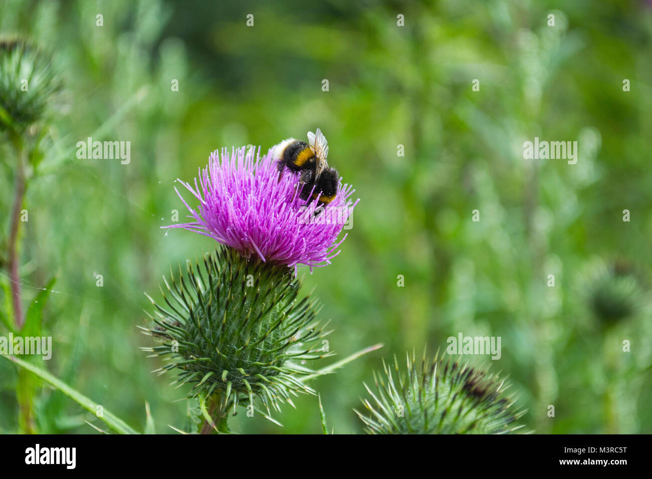 Bee on a Thistle Stock Photo