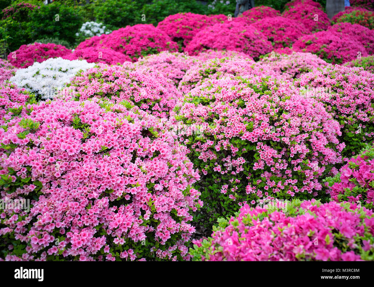 Japan, Honshu island, Kanto, Tokyo, azalea festival at Nezu jinja ...