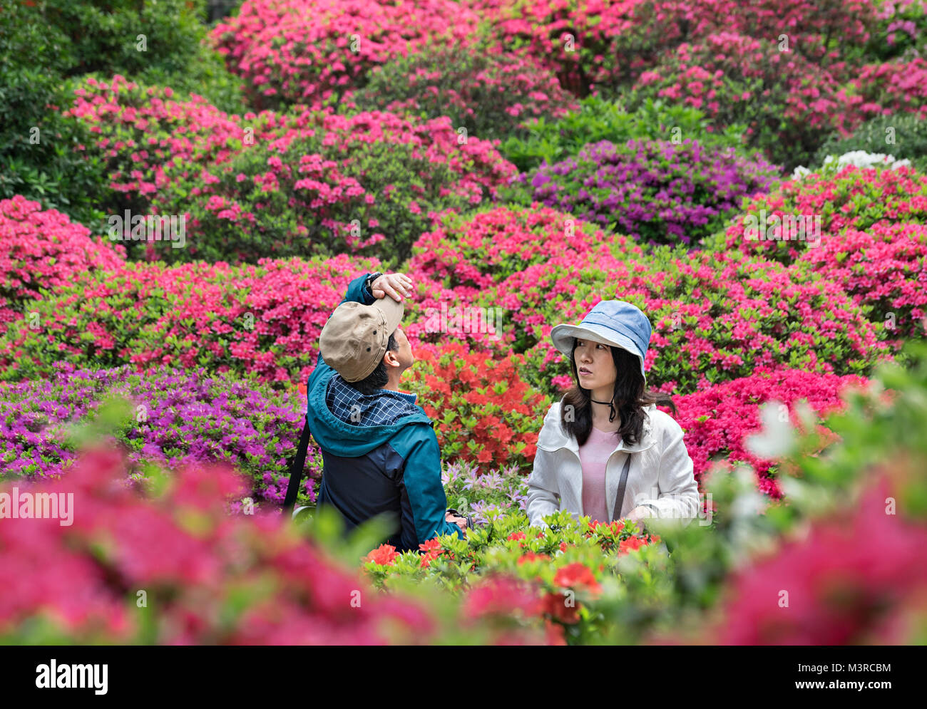 Japan, Honshu island, Kanto, Tokyo, azalea festival at Nezu jinja shrine. Stock Photo