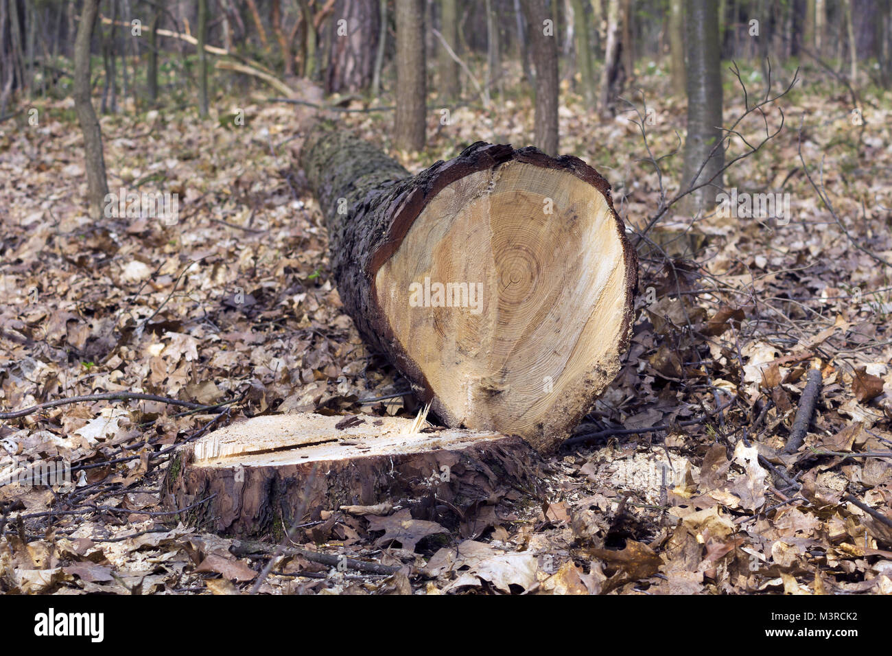 felled tree trunk and stump in the woods Stock Photo