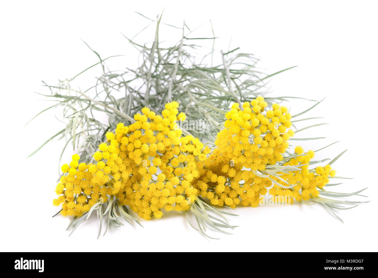 helichrysum flowers isolated on white background Stock Photo