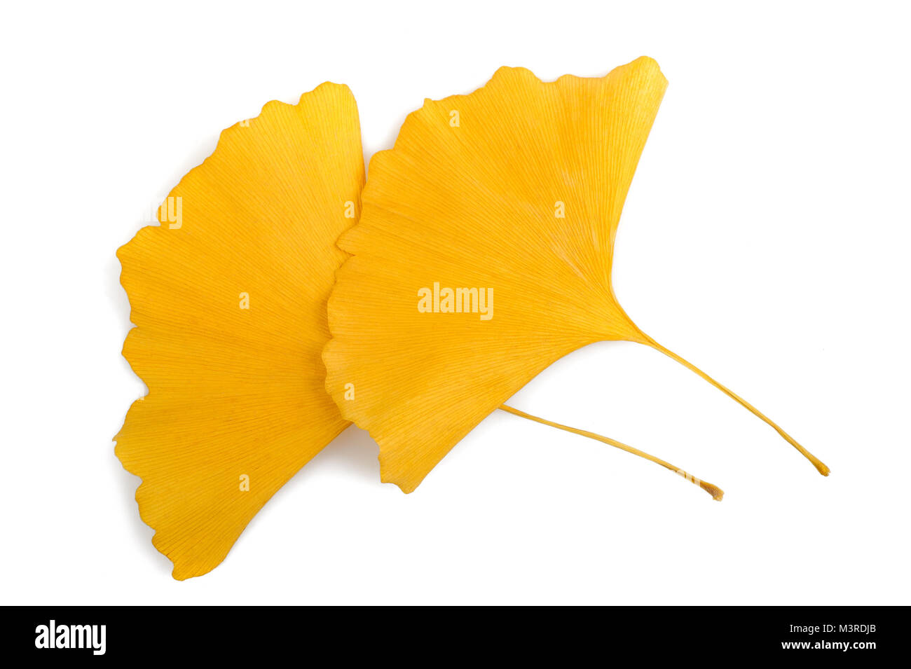 ginkgo dried  leaves isolated on white background Stock Photo