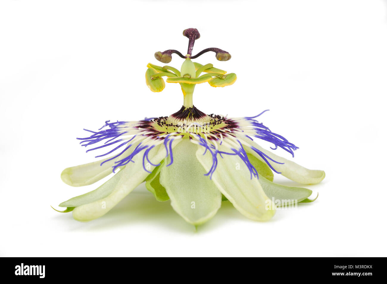 Passion flower isolated on white background Stock Photo Alamy