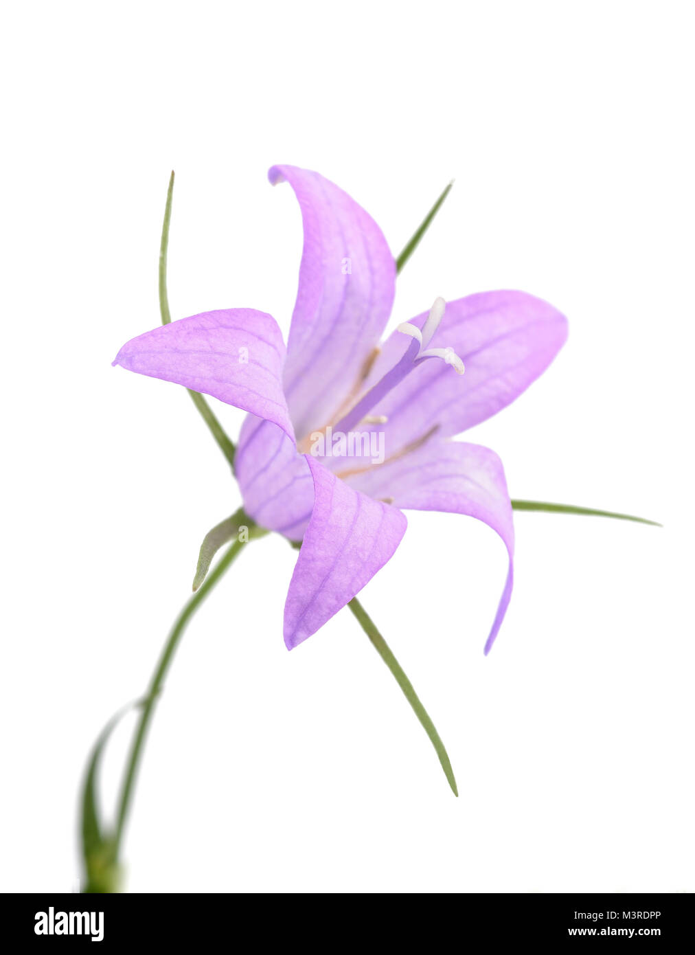 Wild rampion bellflower Flower (Campanula rapunculus) isolated on white Stock Photo