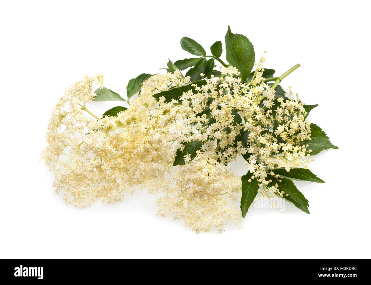 Elder flowers isolated on a white background Stock Photo